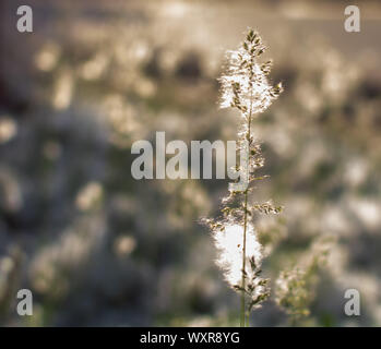 Le roseau de la panicule ou smallweed (Calamagrostis) recouvert de laine de bois sur un été ensoleillé le soir. Nature fond avec Calamagrostis libre. Banque D'Images