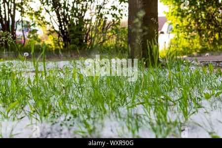 Pelouse verte couverte de laine peuplier sur un été ensoleillé le soir. Nature fond avec illusion de neige dans l'herbe. Banque D'Images