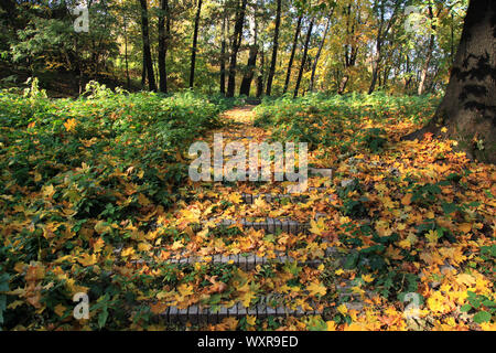 Automne doré du temps. Escaliers en brique sur le sentier du parc, recouvert de feuilles jaunes. Trottoir en vieille ville Parc avec jaune feuilles d'érable. Les feuilles tombées Banque D'Images