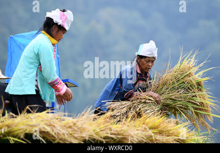 Rongjiang, province du Guizhou en Chine. Sep 17, 2019. Les villageois récolter le riz paddy à Jihua Village de Jihua Township dans le comté de Qiandongnan Rongjiang Dong et Miao Préfecture autonome, au sud-ouest de la province du Guizhou, en Chine, le 17 septembre 2019. Crédit : Yang Wenbin/Xinhua/Alamy Live News Banque D'Images