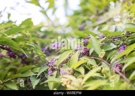 Grappe de pourpre et de baies roses dans une usine de Berry Beauté - Image Banque D'Images