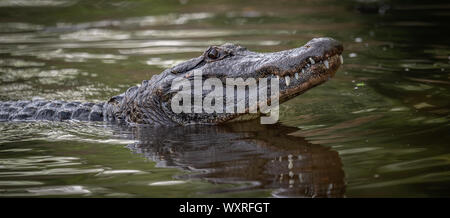 Un alligator dans les Everglades, en Floride Banque D'Images