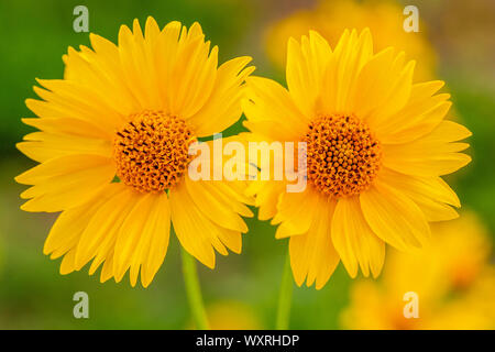 Gros plan du jaune Deux tournesols mexicains. Fleur fond jaune. Banque D'Images