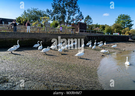 Les grands cygnes tuberculés blancs de Hullbridge et Woodham Ferrers Battlebridge Bassin, sur la rivière Crouch Faible niveau niveau de l'eau proche de l'image Banque D'Images