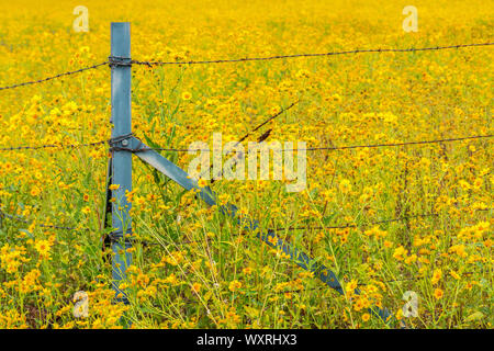 Une clôture dans un champ de tournesols mexicains est surpased par les fleurs sauvages dans la région de Flagstaff, Arizona. Pas de clôture pour la nature. Banque D'Images