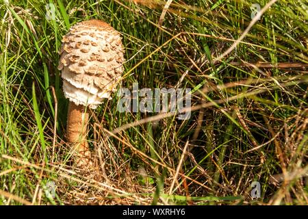 Le jeune parasol (Macrolepiota procera ). Champignons comestibles dans l'herbe le matin sur un pré vert. Banque D'Images