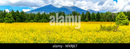 Des fleurs et des montagnes. Image panoramique, d'un champ de tournesols mexicains de Flagstaff, Arizona. Fort Valley champ de fleur, couvert de fleurs sauvages. Banque D'Images