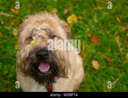 Irish Terrier Wheaten soft-coated regarde la caméra et sourit. Banque D'Images