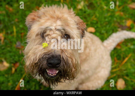 Irish Terrier Wheaten soft-coated regarde la caméra et sourit. Banque D'Images