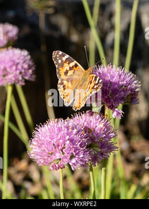 Papillon belle dame migrants au Royaume-Uni, Vanessa cardui, se nourrir de la tête sphérique de la ciboulette Allium senescens, vieillissement Banque D'Images