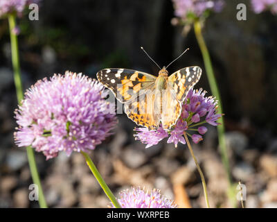 Papillon belle dame migrants au Royaume-Uni, Vanessa cardui, se nourrir de la tête sphérique de la ciboulette Allium senescens, vieillissement Banque D'Images