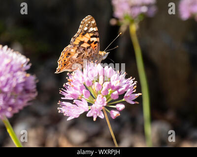 Papillon belle dame migrants au Royaume-Uni, Vanessa cardui, se nourrir de la tête sphérique de la ciboulette Allium senescens, vieillissement Banque D'Images