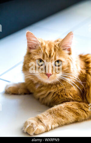 Close-up of ginger cat portant sur le plancher Banque D'Images