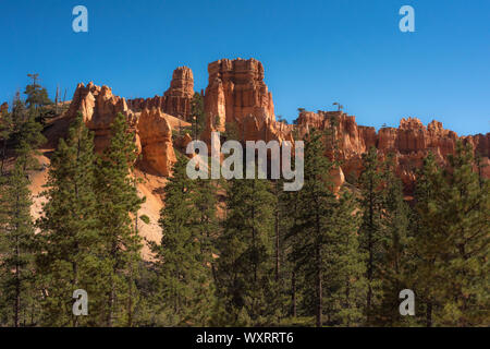 Pine arbre grandit parmi les formations rocheuses qui forment l'arrière-plan coloré à Bryce Canyon National Park Banque D'Images