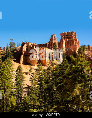 Pine arbre grandit parmi les formations rocheuses qui forment l'arrière-plan coloré à Bryce Canyon National Park Banque D'Images