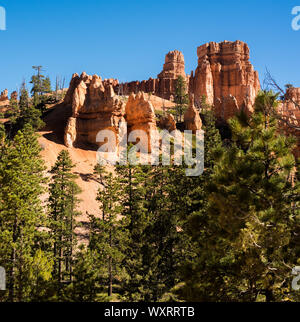 Pine arbre grandit parmi les formations rocheuses qui forment l'arrière-plan coloré à Bryce Canyon National Park Banque D'Images