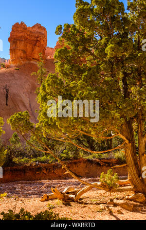 Pine arbre grandit parmi les formations rocheuses qui forment l'arrière-plan coloré à Bryce Canyon National Park Banque D'Images