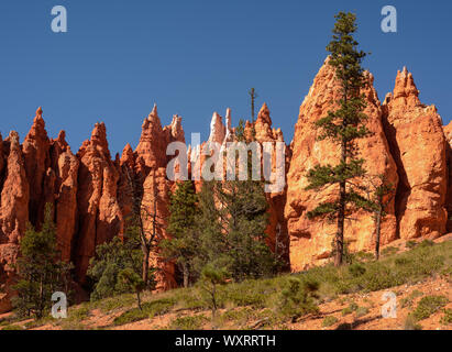 Pine arbre grandit parmi les formations rocheuses qui forment l'arrière-plan coloré à Bryce Canyon National Park Banque D'Images