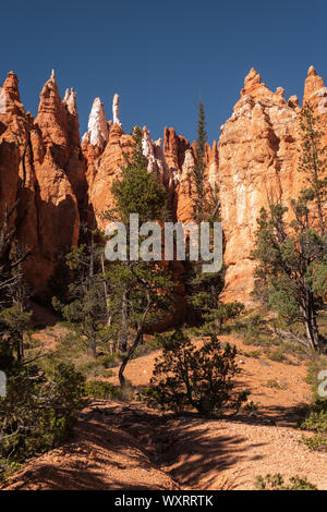 Pine arbre grandit parmi les formations rocheuses qui forment l'arrière-plan coloré à Bryce Canyon National Park Banque D'Images