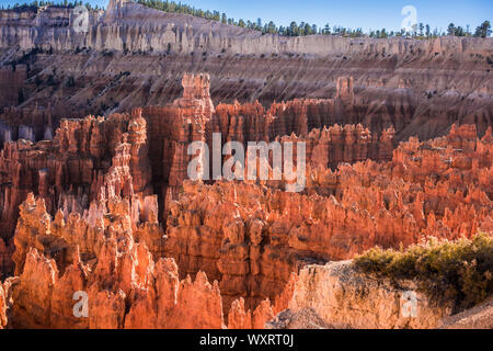 Pine arbre grandit parmi les formations rocheuses qui sont éclairées par le soleil couchant à Bryce Canyon National Park Banque D'Images