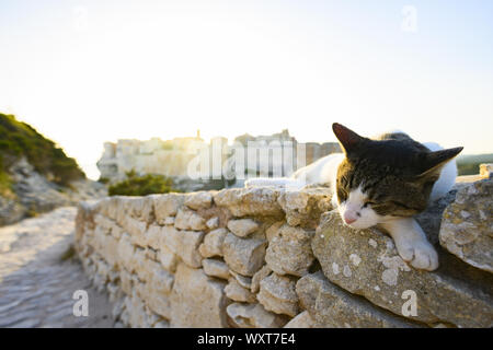 Un beau chat blanc avec une tête gris dort sur un mur de pierre en face du village de Bonifacio au cours d'un magnifique coucher de soleil. Bonifacio, Corse, Banque D'Images