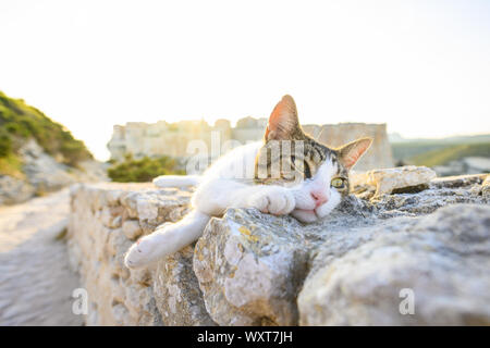 Un beau chat blanc avec une tête gris pose sur un mur de pierre en face du village de Bonifacio au cours d'un magnifique coucher de soleil. Bonifacio, Corse, Fr Banque D'Images