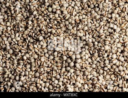 L'orge perlé séchées vue rapprochée Banque D'Images