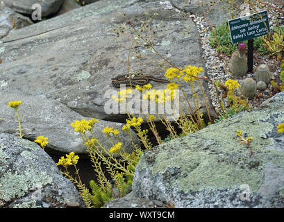 Serpent SUR LE ROCK DANS LE MAINE Banque D'Images