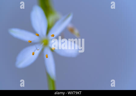Fleur de Plante araignée (chlorophytum) Banque D'Images