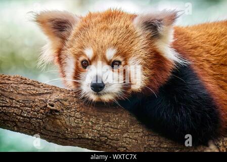 Un close-up portrait of a cute panda rouge (Ailurus fulgens) Amérique latine - détente sur une branche d'arbre. Banque D'Images