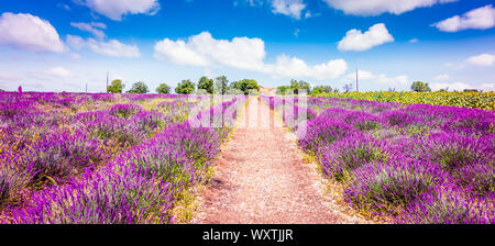 Champ de lavande en Provence France. Paysage panoramique avec vue sur la voie entre blooming purple fleurs de lavande. Banque D'Images