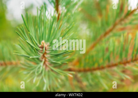 La direction générale de pin. Focus sélectif et forêt floue fond. La photo en gros plan d'aiguilles de pin. Banque D'Images