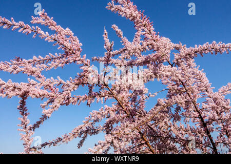 Arbre Tamarisk fleurs roses contre ciel bleu Tamarix tetrandra, Tamarisk Banque D'Images