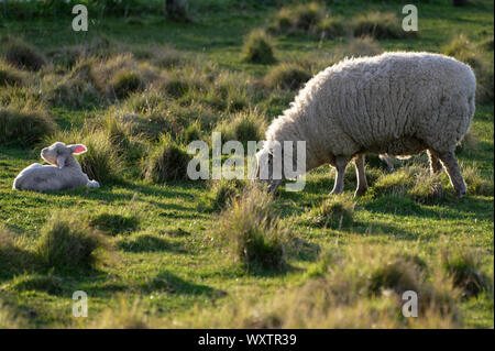 Moutons avec un agneau couché sur le sol Banque D'Images