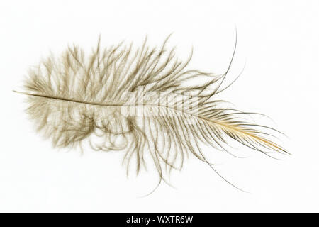 Une plume de l'Île du Nord brown kiwi, Apteryx mantelli, de Nouvelle-Zélande Banque D'Images