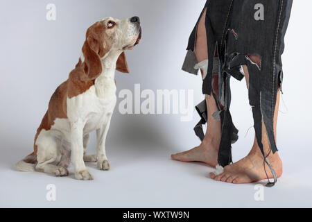 Beagle mignon et son propriétaire en pantalon déchiré et mordu les pieds. Image conceptuelle sur le thème de l'éducation des animaux. Banque D'Images