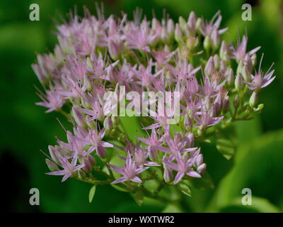 Close up of stonecrop fleur Banque D'Images