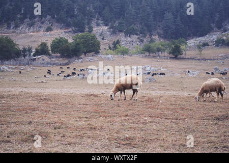 Entendu parler de moutons en matin brumeux dans les montagnes d'automne Banque D'Images