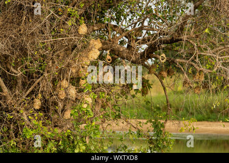 Nids d'Weavebirds couverte par la famille des Pycnonotidae, Burkina Faso, Afrique Banque D'Images