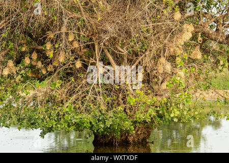 Nids d'Weavebirds couverte par la famille des Pycnonotidae, Burkina Faso, Afrique Banque D'Images