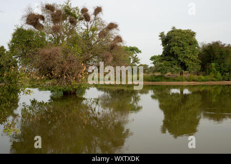 Nids d'Weavebirds couverte par la famille des Pycnonotidae, Burkina Faso, Afrique Banque D'Images