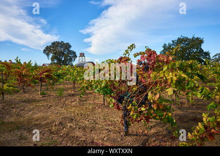 Les vignes en couleurs d'automne, un château d'eau, et d'un chêne dans un vignoble près de Santa Rosa, dans le Comté de Sonoma, en Californie. Banque D'Images