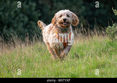 Heureux, espiègle, shaggy Goldendoodle chien chiot dans un faisceau passe à travers un couvert herbacé humide de rosée, tandis que sur le terrain, lors d'une promenade sur un beau matin d'été Banque D'Images