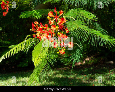 Close up zones d'un arbre en fleur de flamme, aux Bermudes Banque D'Images