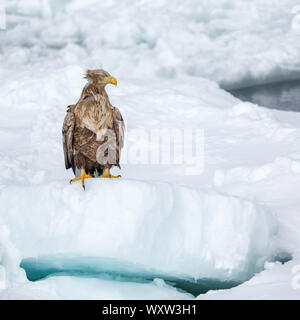 L'aigle de mer à queue blanche perchée sur la glace , Hokkaido au Japon Banque D'Images