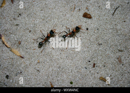 Fourmis dans le sable sur Fraser Island, Queensland, Australie, plus grande île de sable du monde, macro photographie Banque D'Images