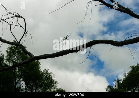 Golden Orb Spider et Web sur Fraser Island, Queensland, Australie, plus grande île de sable du monde Banque D'Images