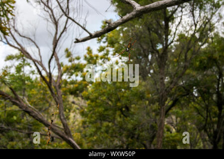 Golden Orb Spider et Web sur Fraser Island, Queensland, Australie, plus grande île de sable du monde Banque D'Images