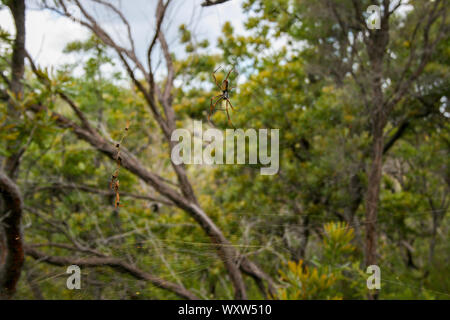 Golden Orb Spider et Web sur Fraser Island, Queensland, Australie, plus grande île de sable du monde Banque D'Images