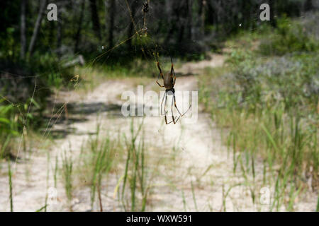 Golden Orb Spider et Web sur Fraser Island, Queensland, Australie, plus grande île de sable du monde Banque D'Images